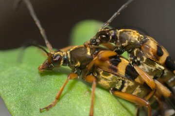 ヨツスジカミキリムシの交尾