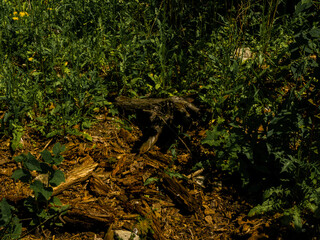 View of trees, alleys and vegetation in the botanical garden in Radzionków. Ready free entry space.