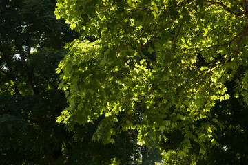 Fototapeta premium Green tree in the sunshine