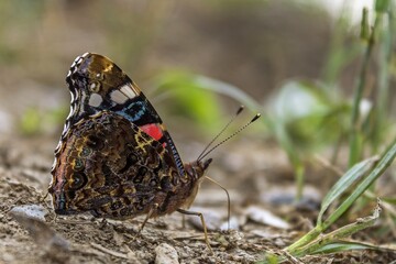 Red Admiral butterfly (Vanessa atalanta) 