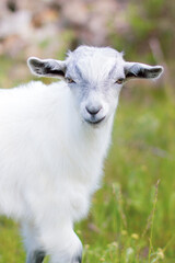Baby goat grazes on the lawn. Calm and measured rural life. White baby goat on the lawn.