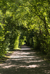 Path in the forest covered by trees