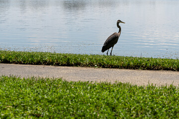 great blue heron