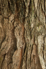 Abstraction from a tree