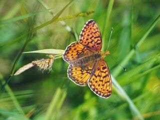 a fabriciana niobe butterfly perched on green grass