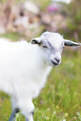 Fototapeta premium Baby goat grazes on the lawn. Calm and measured rural life. White baby goat on the lawn.
