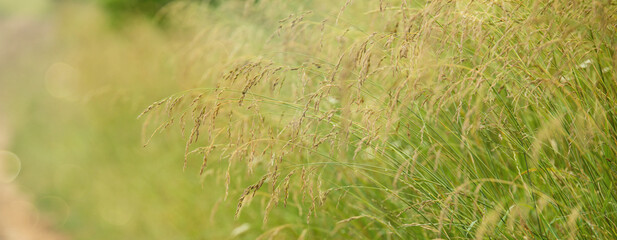 Wild grasses landscape background.