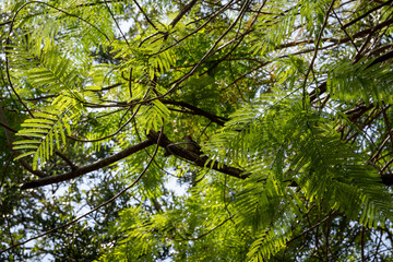green leaves of a tree