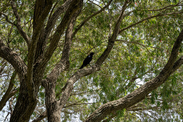 crow in tree