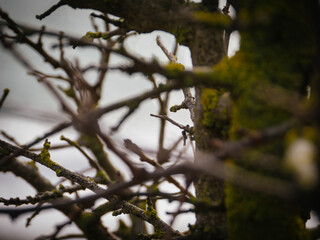 tree