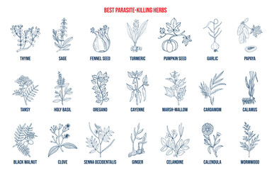 Fototapeta na wymiar Best parasite killing herbs collection
