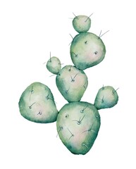 Watercolor cactus. Watercolor succulent. Hand drawn illustration isolated on white background - 364765375