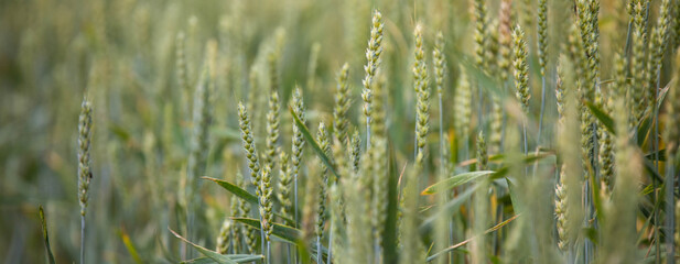 Wheat field on sunset