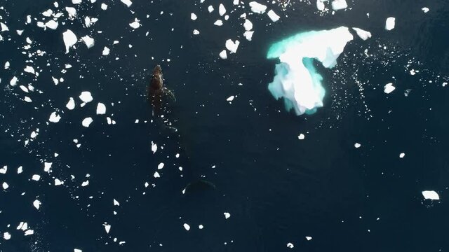 MS TS HA Whale swimming in water covered with ice floes / Antarctic Peninsula, Antarctica