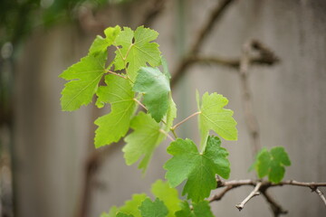 Fresh green grape leaves in summer garden closeup