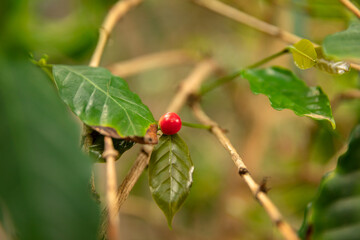 Obraz na płótnie Canvas Close-Up Of Fresh Ripe Red Cherry Coffee Growing In Farm