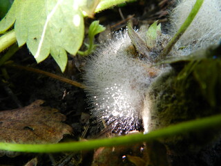 fungus