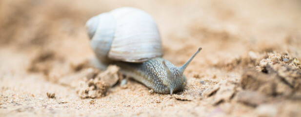 Garden Snail in front of nature background