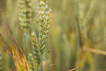 Wheat field on sunset