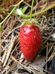 strawberry in the grass