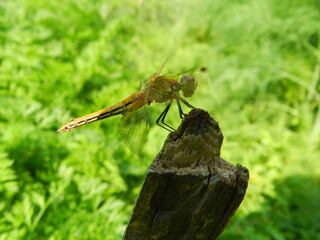dragonfly on a branch