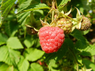 raspberry on a bush