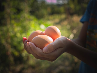 child hands holding three fresh organic eggs. Harvesting eggs. Freshness bio eggs