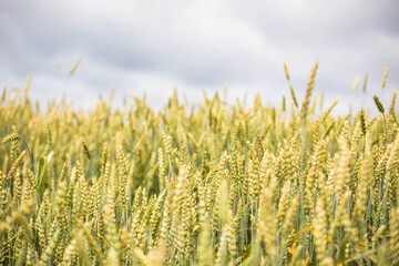 Wheat field on sunset