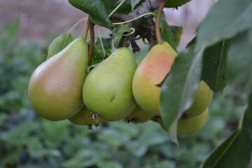 pears on the tree
