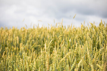 Wheat field on sunset