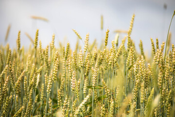 Fototapeta premium Wheat field on sunset