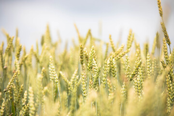 Fototapeta premium Wheat field on sunset