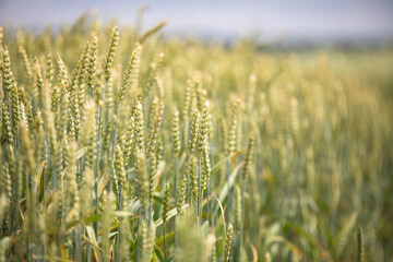 Wheat field on sunset