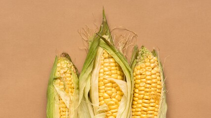 Three ears of corn with leaves lying close to each other on a beige background.
