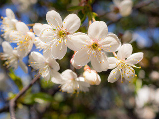 Fototapeta na wymiar plum branch with flowers in spring