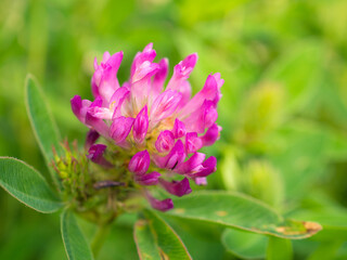 Obraz premium blooming clover in summer