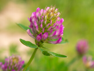 clover in summer day