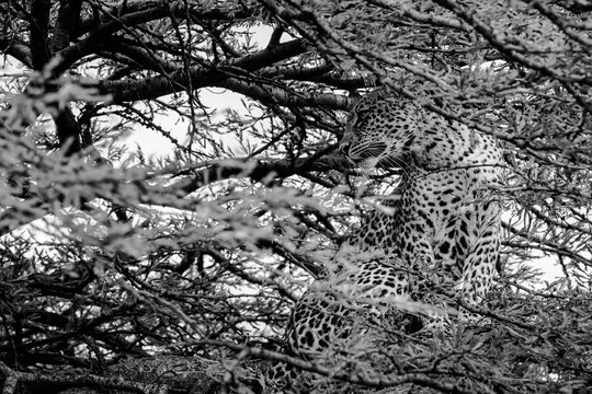 Leopard