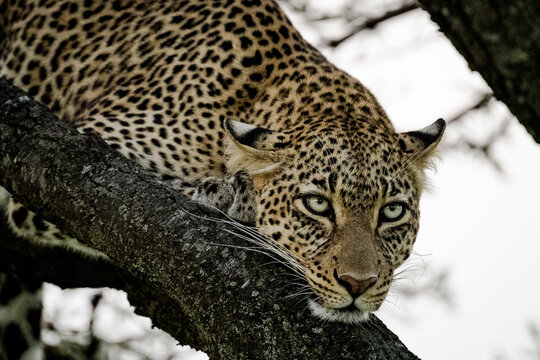 Leopard