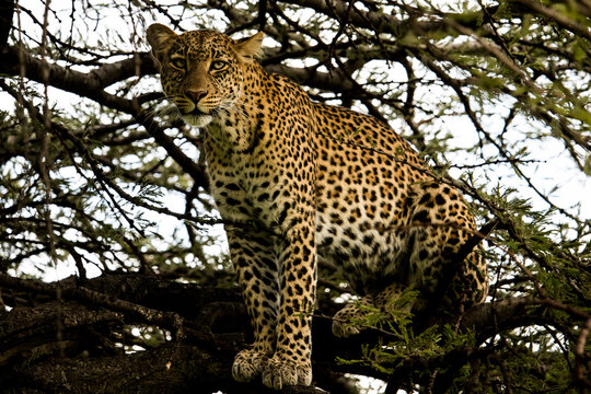 Leopard