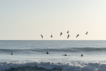pelicans in flight and surfers