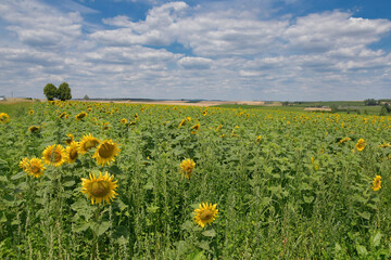 Sonnenblumen im Elsass