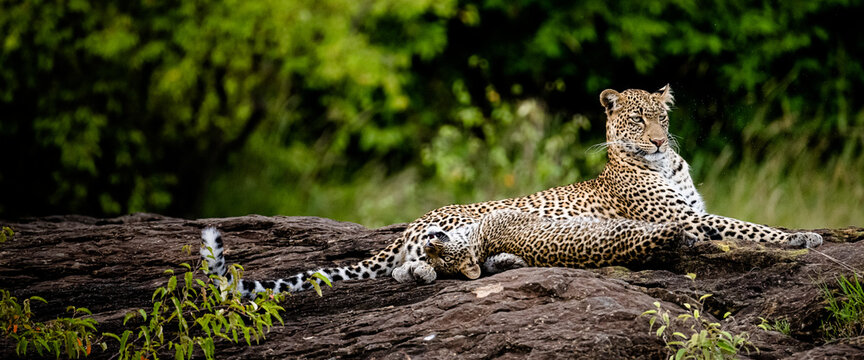Leopard