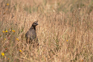 California Quail female peeking out of the grasses