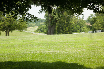 Trees in green fields bathing in sunshine