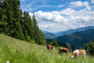 weidende Kühe auf einer Alm in den bayrischen Bergen