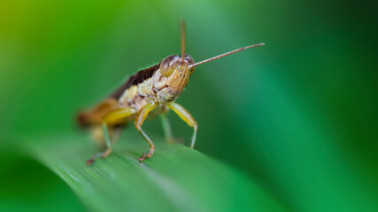 black and yellow colorful grasshopper on a leaf, macro photography of the tropical wildlife of Thailand.