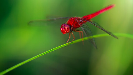 red dragonfly, wings wide open, landing on a blade of grass. macro photography of this delicate and fragile Odonata insect, in the tropical island of Koh Phayam, Thailand - Powered by Adobe