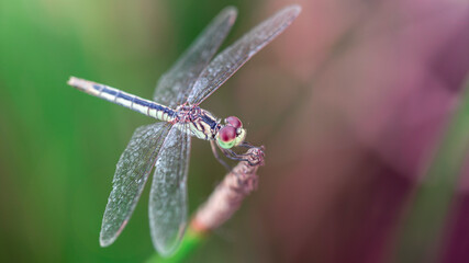 gracious blue dragonfly on its perch, macro photo of this delicate and elegant Odonata with wide wings and big faceted eyes. nature scene in a pond in the tropical island of Koh Phayam, Thailand.