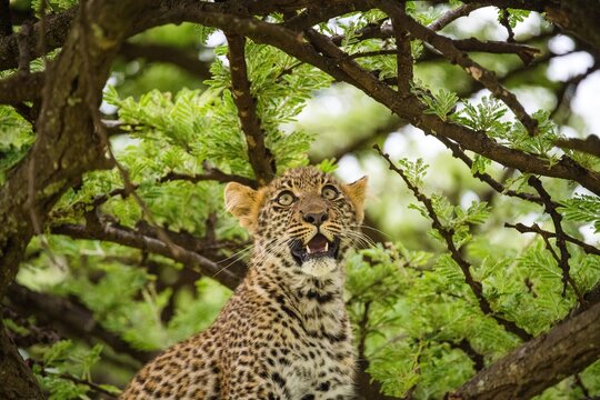 Leopard
